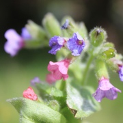 Heimische Pflanzen Heimische Pflanzen